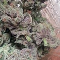 SoCal Masterkush Regular Cannabis Seeds | BC Bud Depot
