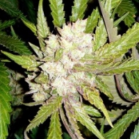 Sogauda Feminised Cannabis Seeds | Soma Seeds