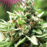 Sol Mate Auto Feminised Cannabis Seeds - Humboldt Seed Company