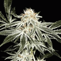 Solo Ryder Feminised Cannabis Seeds | Sagarmartha Seeds