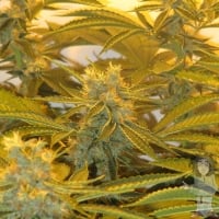 Afghan Delight Regular Cannabis Seeds | Soma Seeds