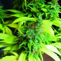 Somango Feminised Cannabis Seeds | Seedsman