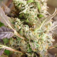 Somango Regular Cannabis Seeds | Soma Seeds