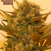 Sour P Feminised Cannabis Seeds | Resin Seeds
