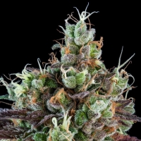 Auto Sour Ripper Feminised Cannabis Seeds | Ripper Seeds
