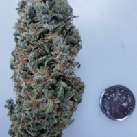 Sour Tsunami Regular Cannabis Seeds | BC Bud Depot