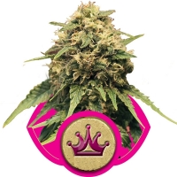 Special Queen #1 Feminised Cannabis Seeds | Royal Queen Seeds