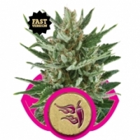 Speedy Chile Fast V Feminised Cannabis Seeds | Royal Queen Seeds