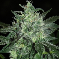 Spicy White Devil Feminised Cannabis Seeds