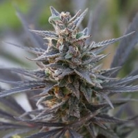 Spontanica Feminised Cannabis Seeds | KC Brains Seeds