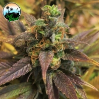 Starburst Feminised Cannabis Seeds - Cali Weed