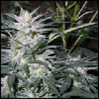 Star Ryder Automatic Feminised Cannabis Seeds | Sagarmartha Seeds