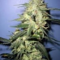 Stinky Regular Cannabis Seeds | Next Generation Seeds 