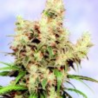 Stonehedge Feminised Cannabis Seeds | Sagarmartha Seeds
