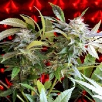 Strawberry Skunk Feminised Cannabis Seeds | Delta 9 Labs