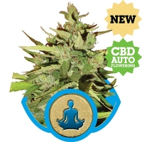 Stress Killer CBD Auto Flowering Feminised Cannabis Seeds | Royal Queen Seeds