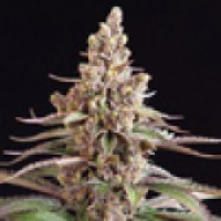 Stuporsonic Regular Cannabis Seeds | Sagarmartha Seeds