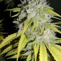 Super Blueberry Haze Regular Auto Cannabis Seeds | Flash Autos