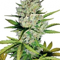 Super Skunk Automatic Feminised Cannabis Seeds | White Label Seed Company
