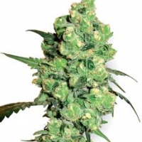White Label Super Skunk Regular Cannabis Seeds | White Label Seed Company