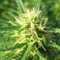  Super Skunk Regular Cannabis Seeds | Nirvana