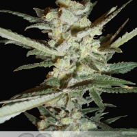 Supersonic Crystal Storm Auto Feminised Cannabis Seeds