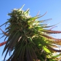 Texada Timewarp Regular Cannabis Seeds |  BC Bud Depot