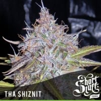 Tha Shiznit Feminised Cannabis Seeds | Shortstuff Seeds