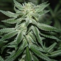Timewarp Diesel Regular Cannabis Seeds | Next Generation Seeds