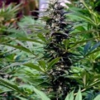 TNR Regular Cannabis Seeds | KC Brains Seeds