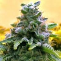 Advanced Seeds Auto Top 69 Feminised Cannabis Seeds