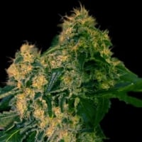 Torpedo Feminised Cannabis Seeds