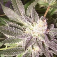 Triple XXX Regular Cannabis Seeds | Hazeman Seeds