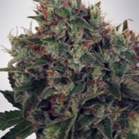 Ultra White Amnesia Feminised Cannabis Seeds | Ministry of Cannabis