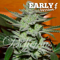 Unknown Kush Early Version  Feminised Cannabis Seeds | Delicious Seeds