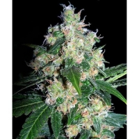 Velvet Bud Feminised Cannabis Seeds | Seedsman