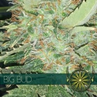 Big Bud Feminised Cannabis Seeds | Vision Seeds