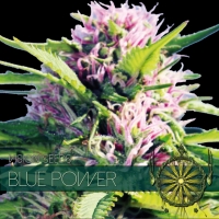 Blue Power Feminised Cannabis Seeds | Vision Seeds