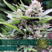 Bona Dea CBD+ Feminised Cannabis Seeds | Vision Seeds