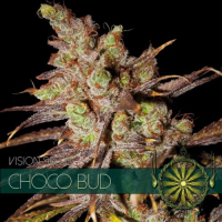 Choco Bud Feminised Cannabis Seeds | Vision Seeds