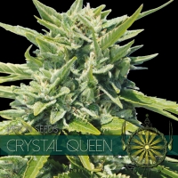 Crystal Queen Feminised Cannabis Seeds | Vision Seeds