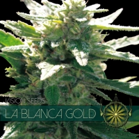 La Blanca Gold Feminised Cannabis Seeds | Vision Seeds