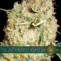 Northern Lights Feminised Cannabis Seeds | Vision Seeds