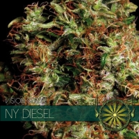 NY Diesel Feminised Cannabis Seeds | Vision Seeds