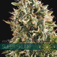Super Skunk Feminised Cannabis Seeds | Vision Seeds