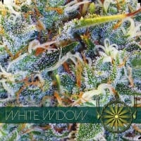 White Widow Feminised Cannabis Seeds | Vision Seeds