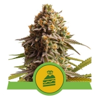 Wedding Cake Automatic Feminised Cannabis Seeds | Royal Queen Seeds