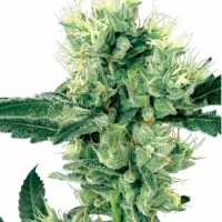 White Haze Regular Cannabis Seeds | White Label Seed Company