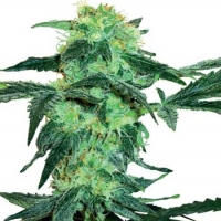 White Ice Feminised Cannabis Seeds | White Label Seed Company