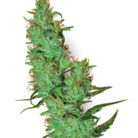 White Label Jack Herer Regular Cannabis Seeds | White Label Seed Company